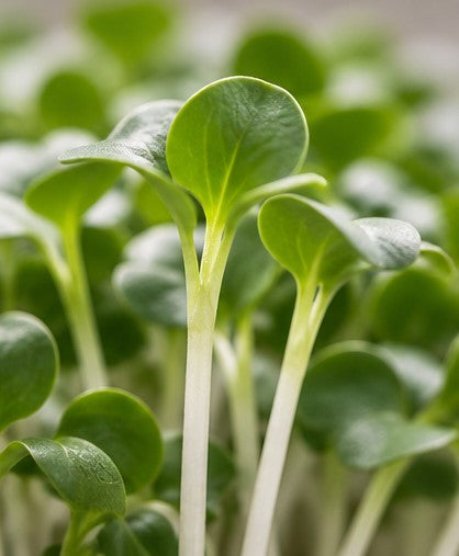 A focus on a Daikon radish microgreen growing up with other microgreens in the background