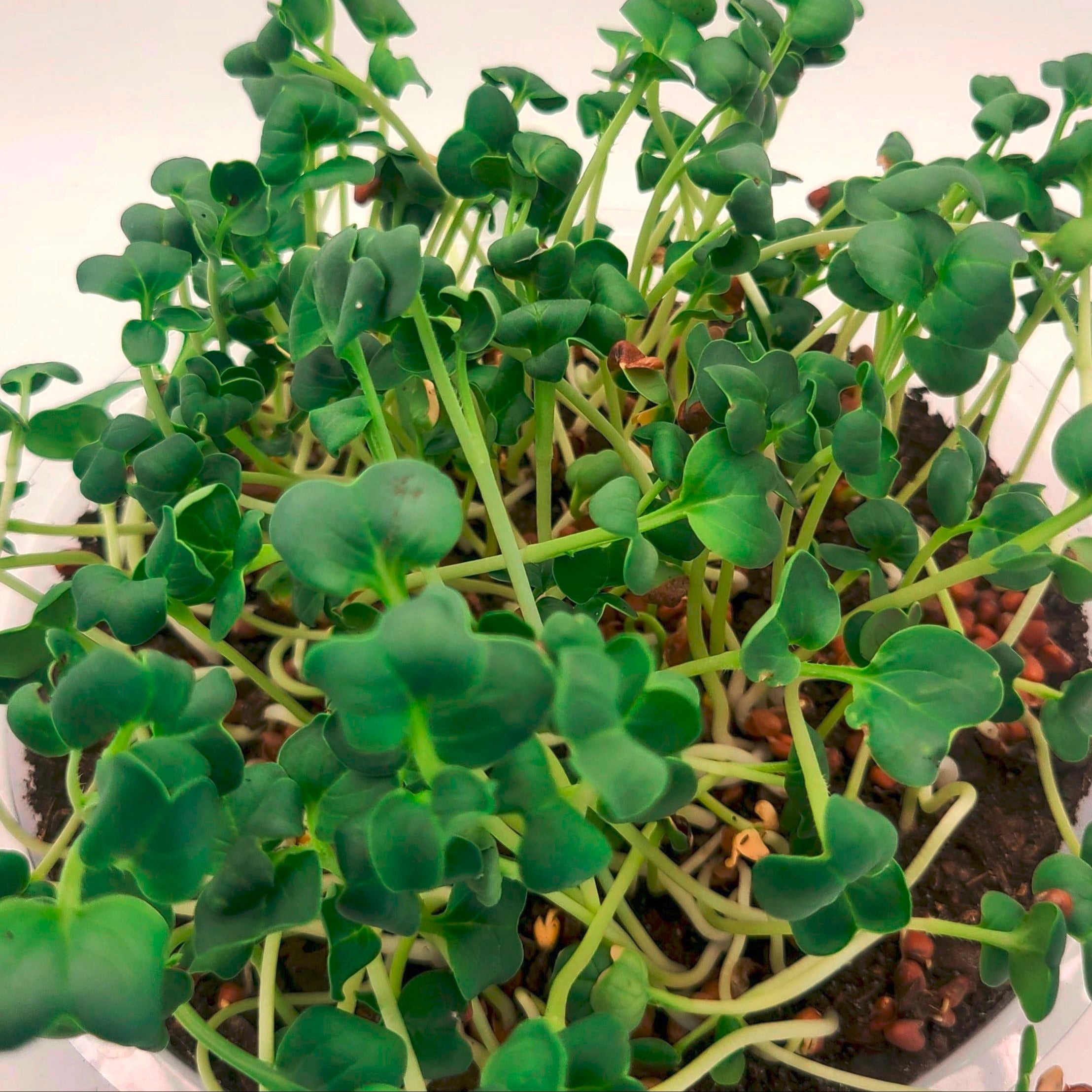 Daikon Radish microgreens in a tray.