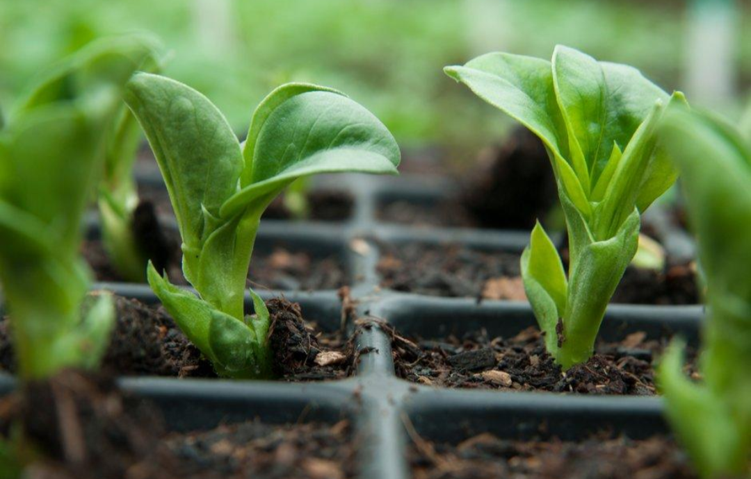 Fava bean microgreens growing in dirt closeup
