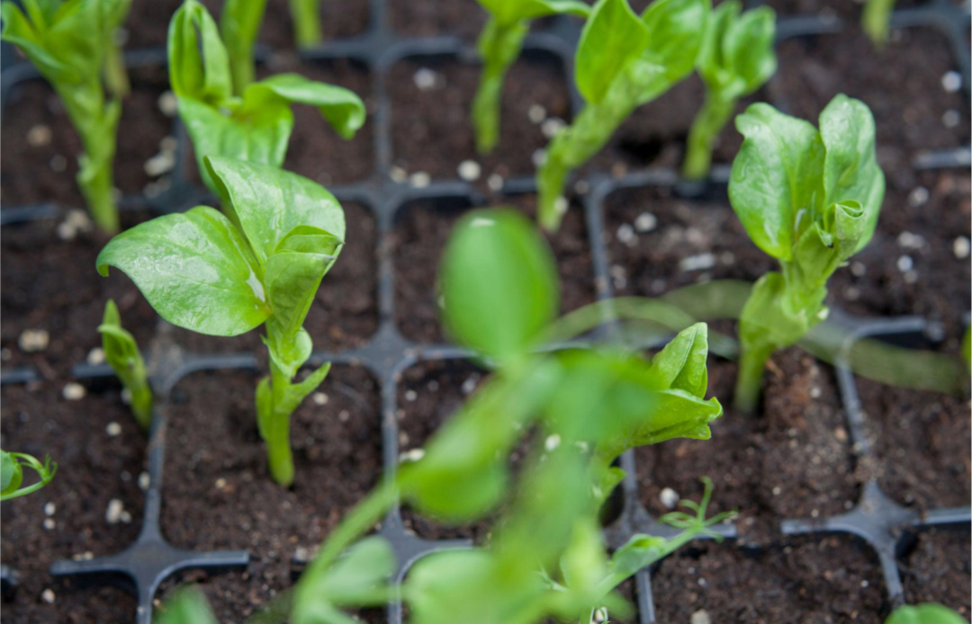Fava bean microgreens growing in dirt