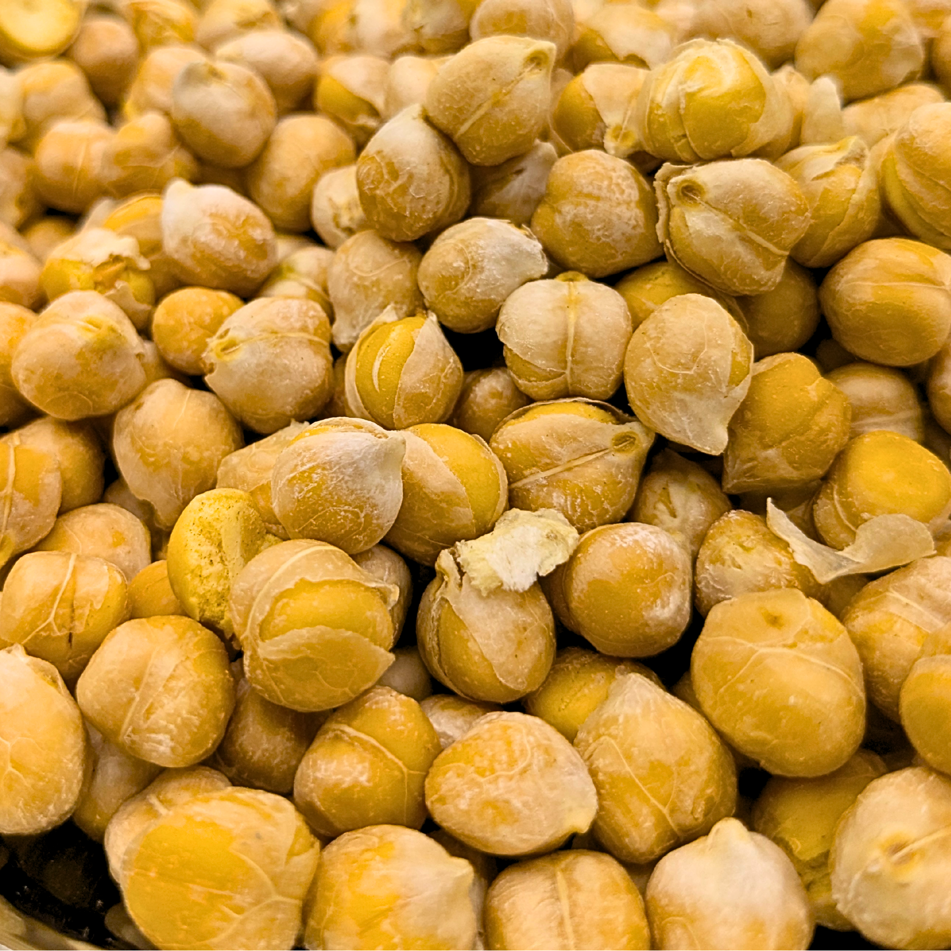 Freeze dried chick peas which are golden brown with a crunchy texture