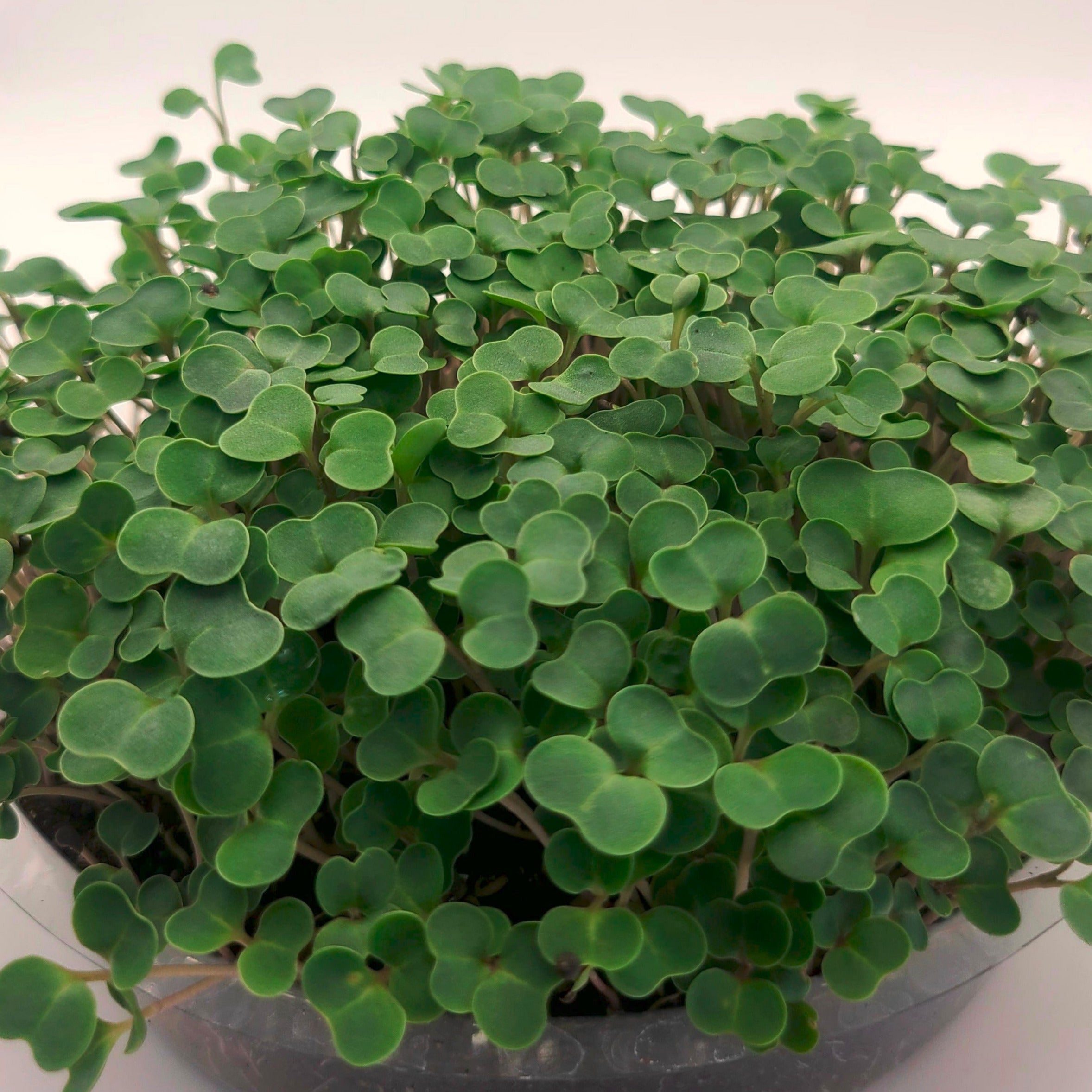 Kale microgreens in a tray.