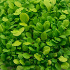 Lettuce microgreens.