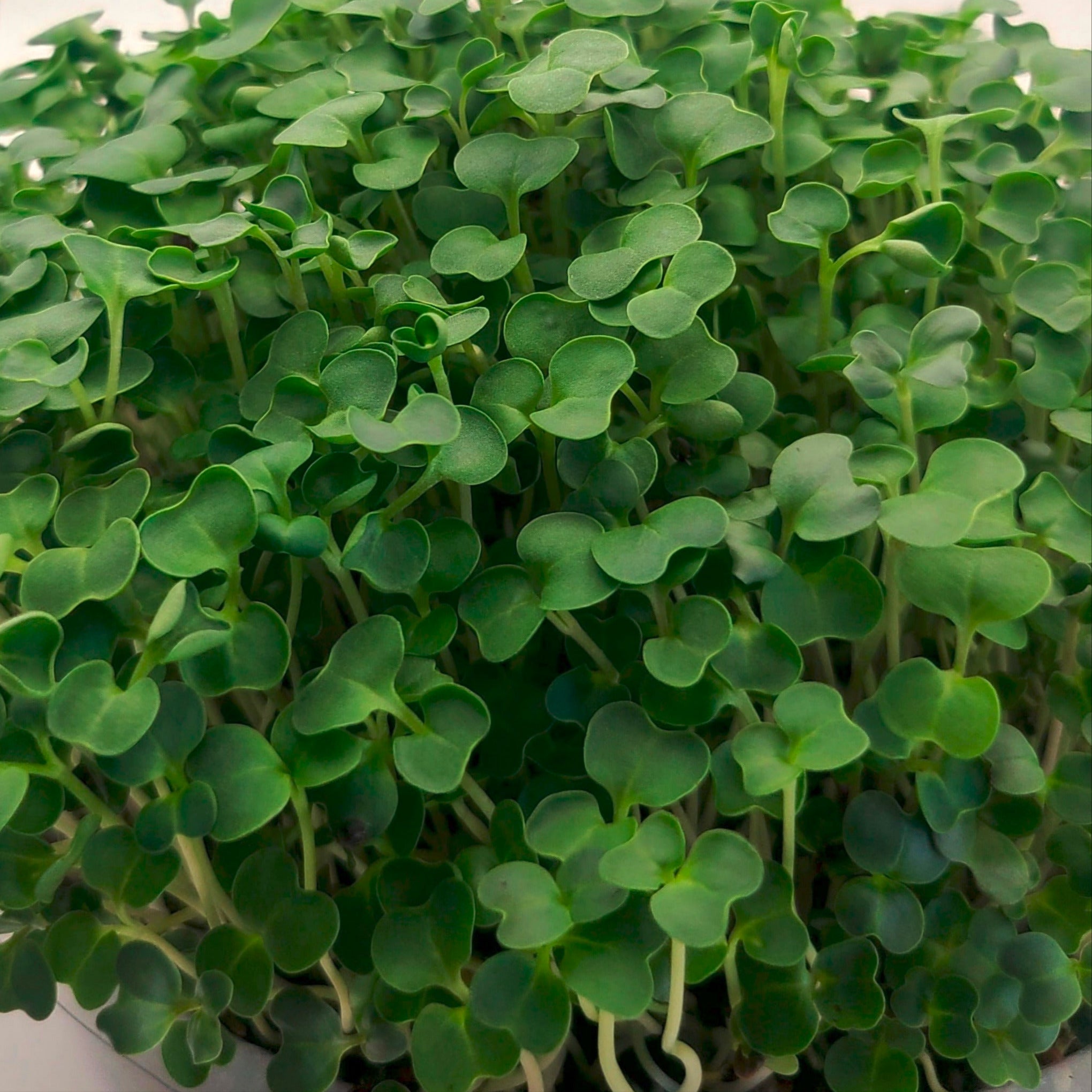 A mix of microgreens growing in a tray.