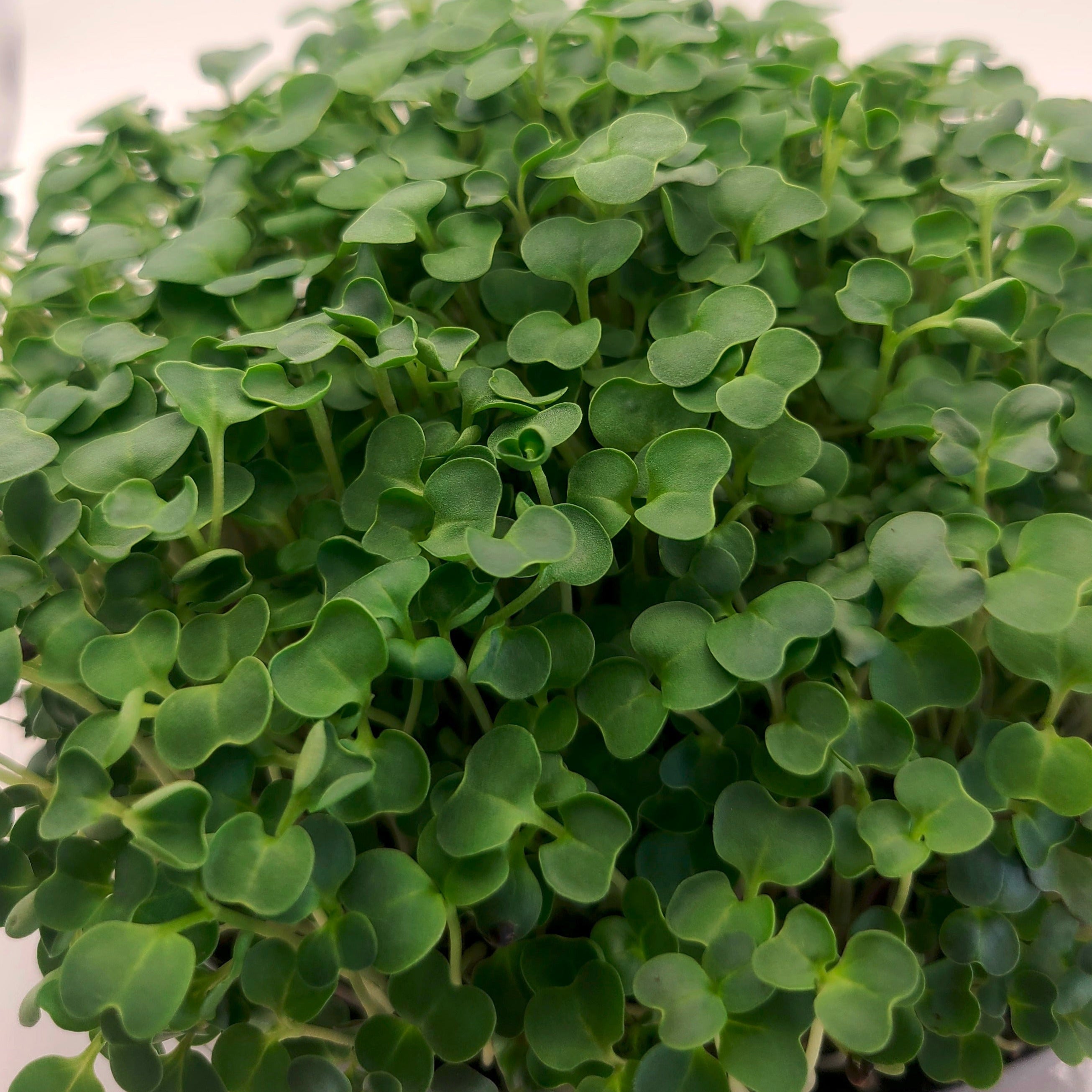 A mix of microgreens growing in a tray.