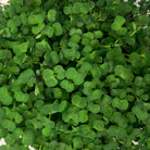 Leaves of a mix of microgreens growing in a tray. 