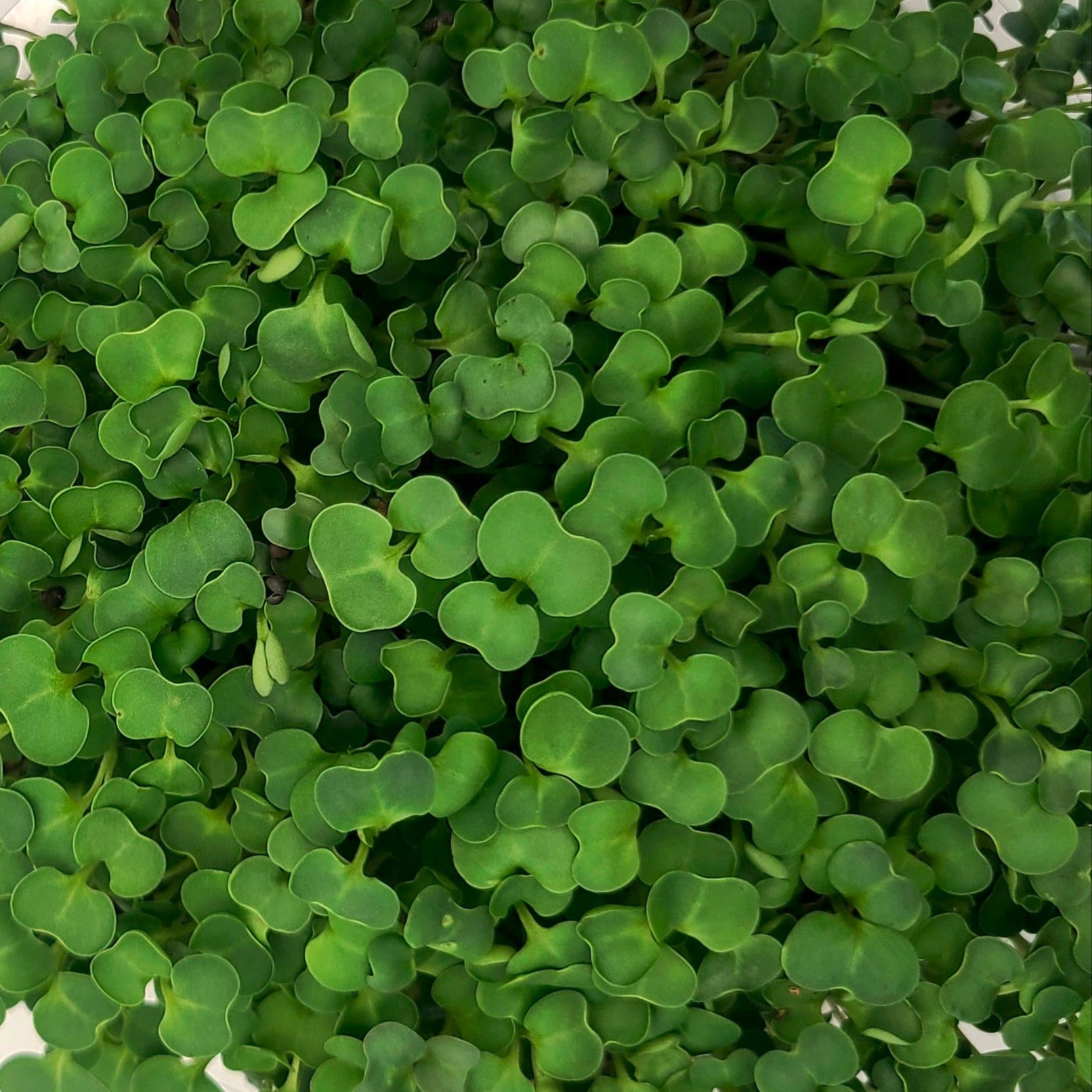 Leaves of a mix of microgreens growing in a tray. 