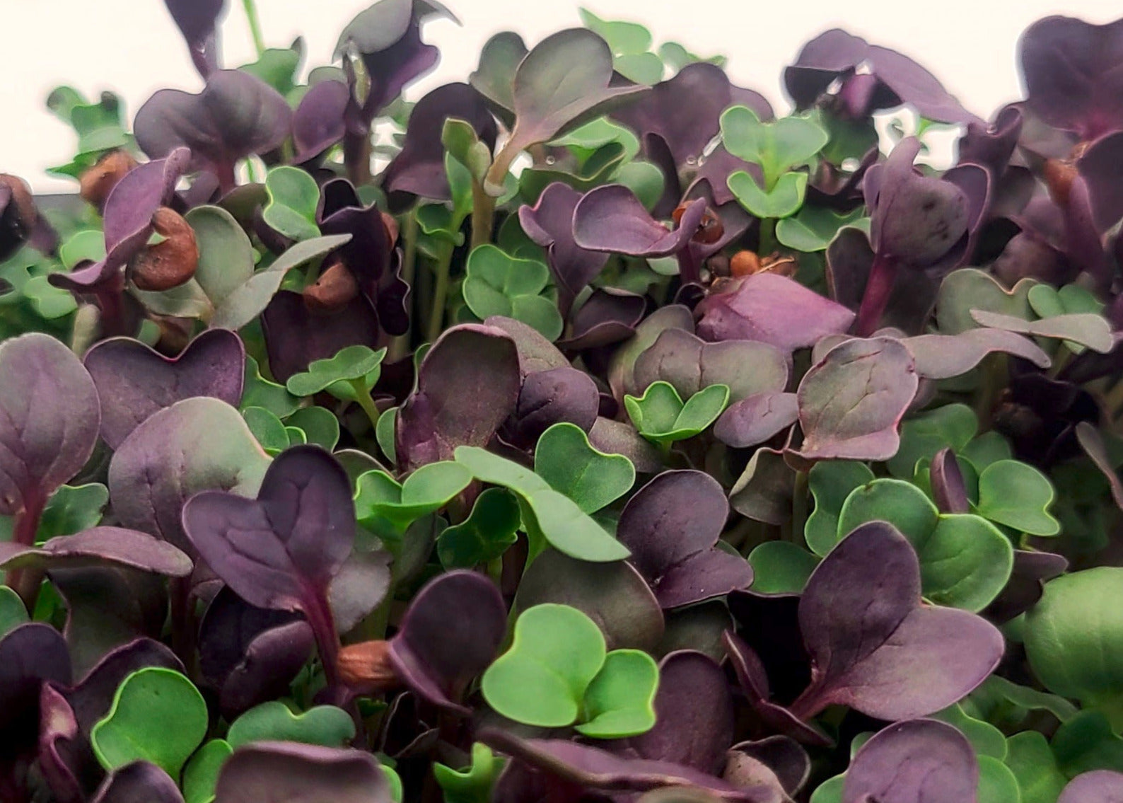 A closeup mix of purple and green microgreens against a white background