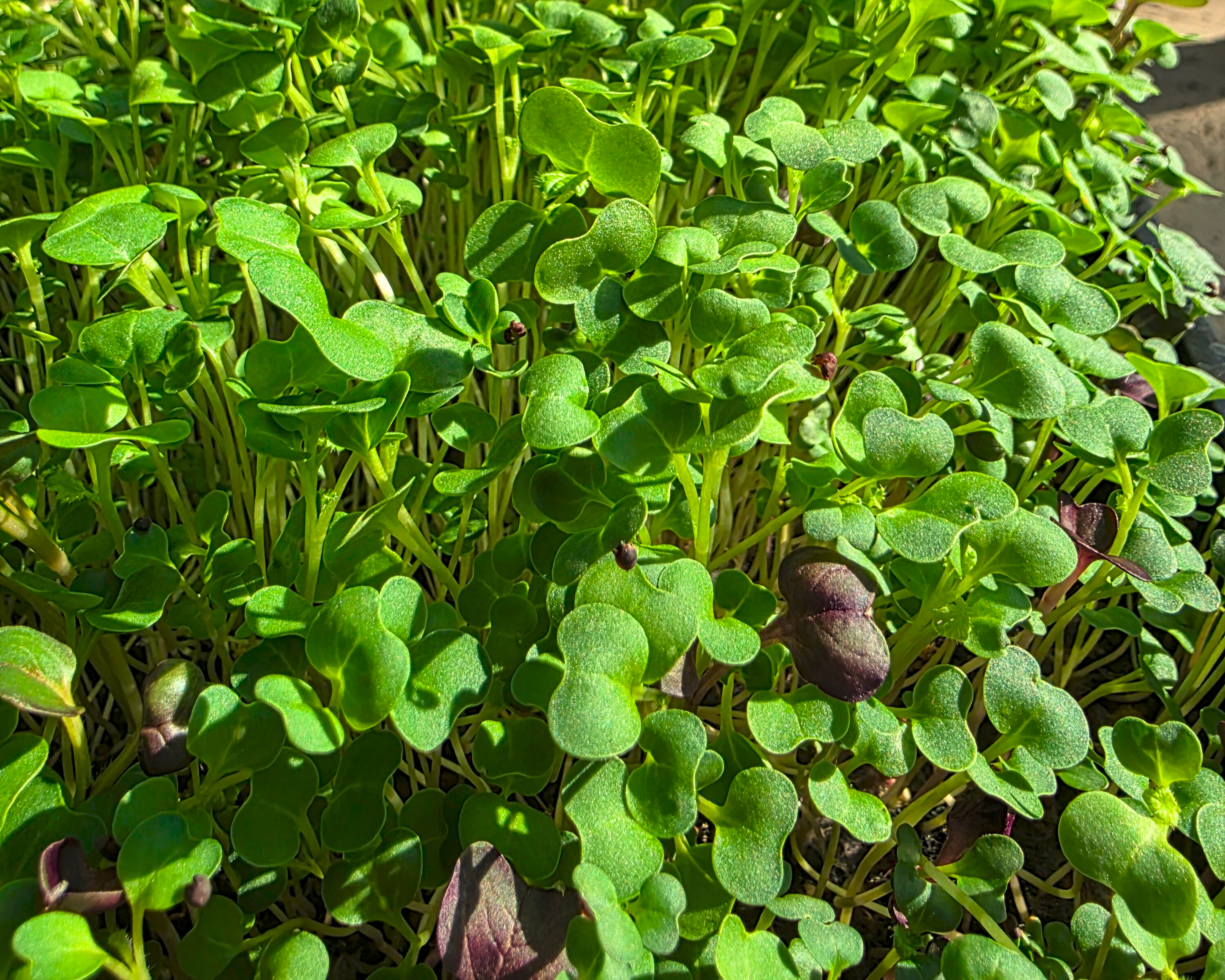 A close-up of a mix of microgreens growing outdoors. There are green leaves of varying sizes mixed with round purple leaves. 