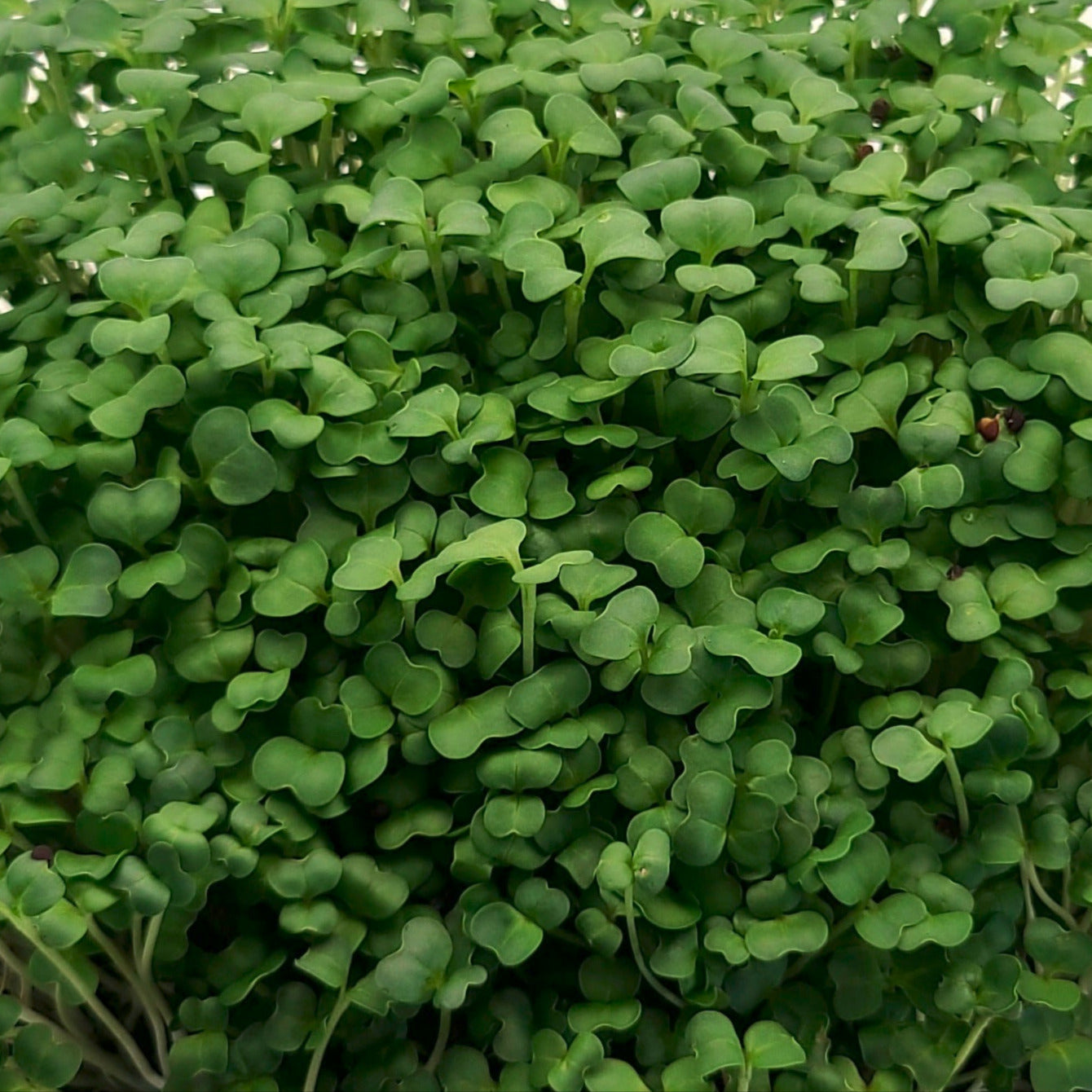 Turnip microgreens with rounded dark green leaves with lighter green stems. 