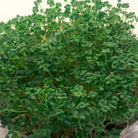 Wasabi mustard microgreens. 