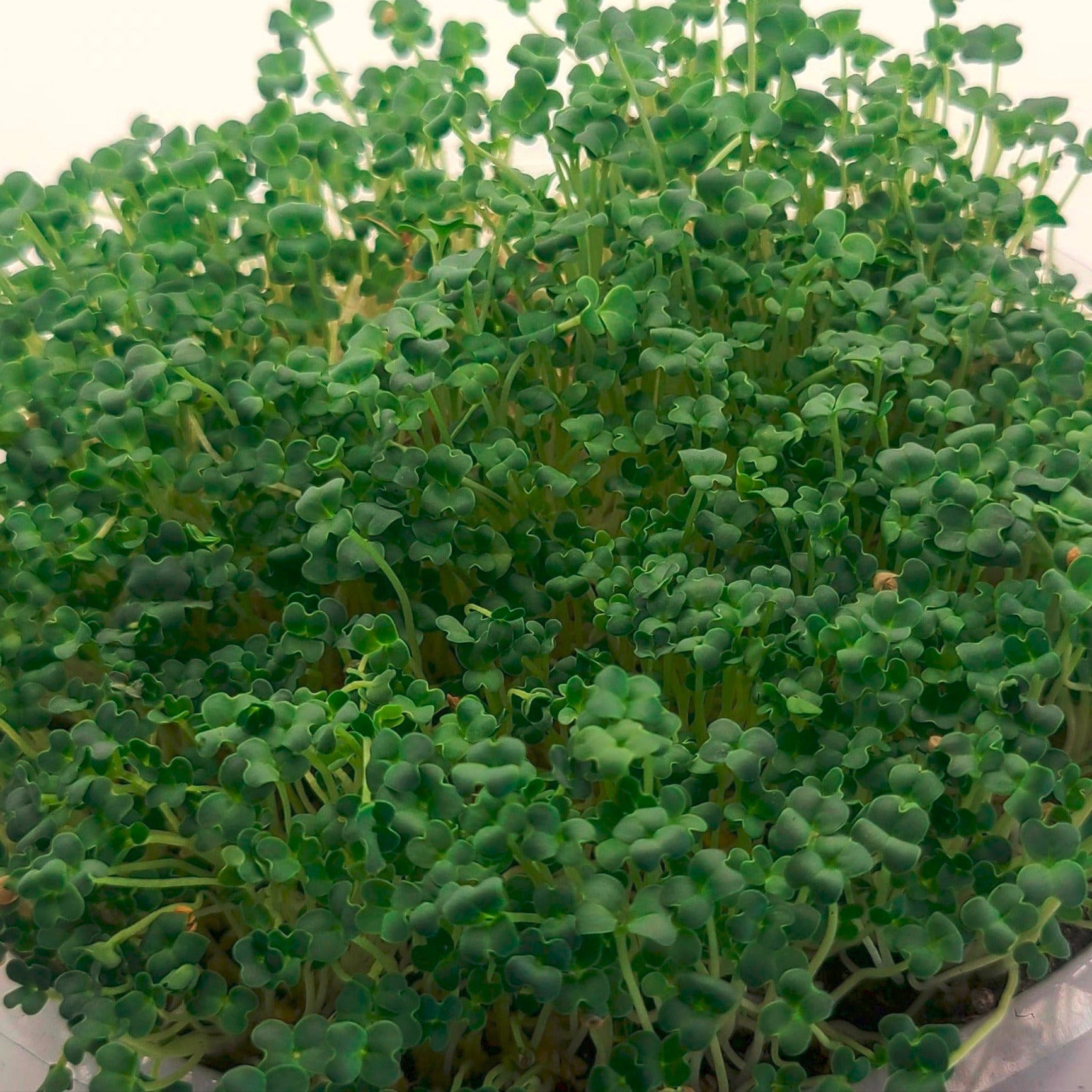 Wasabi mustard microgreens. 