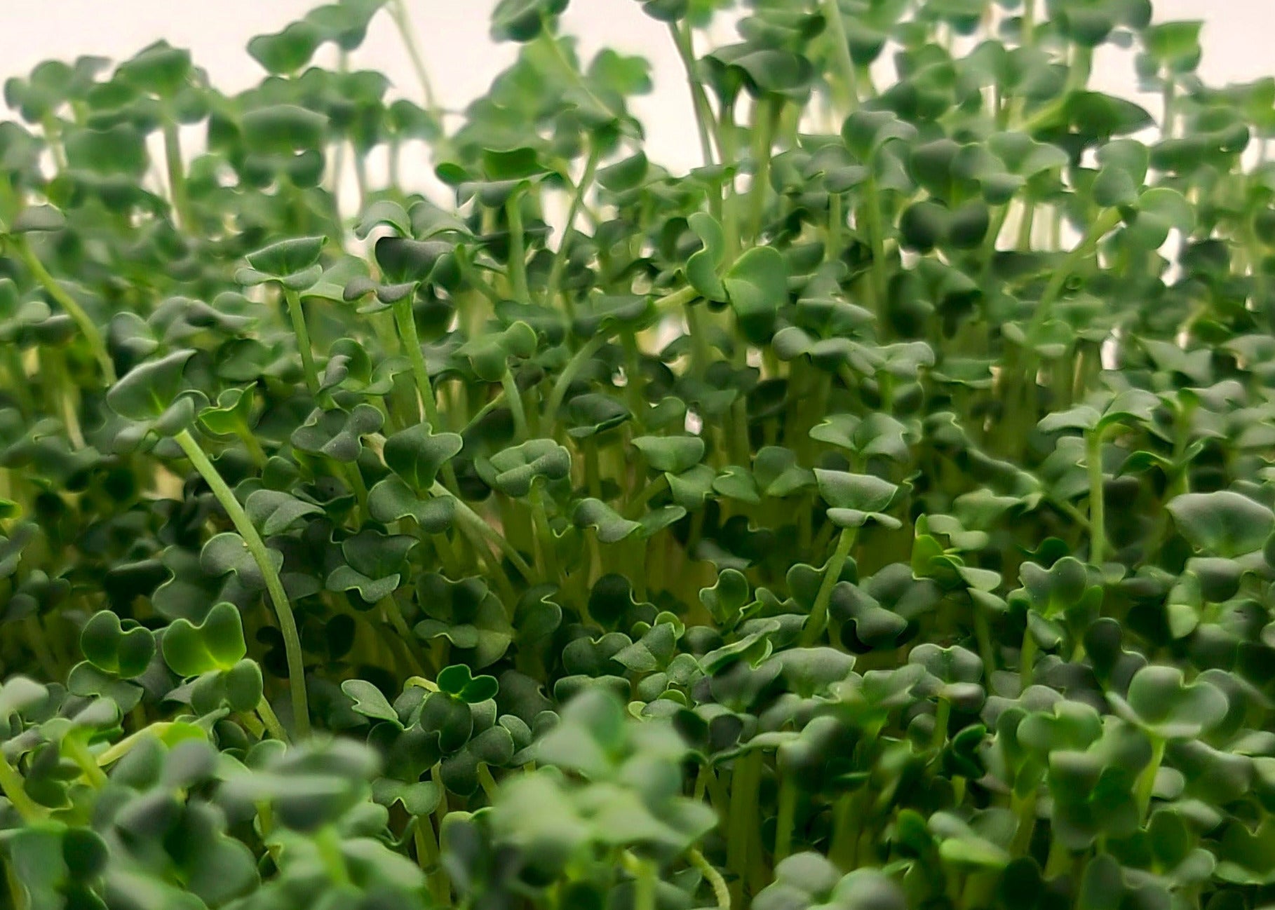 A closeup of long, leafy stems of wasabi mustard microreens 