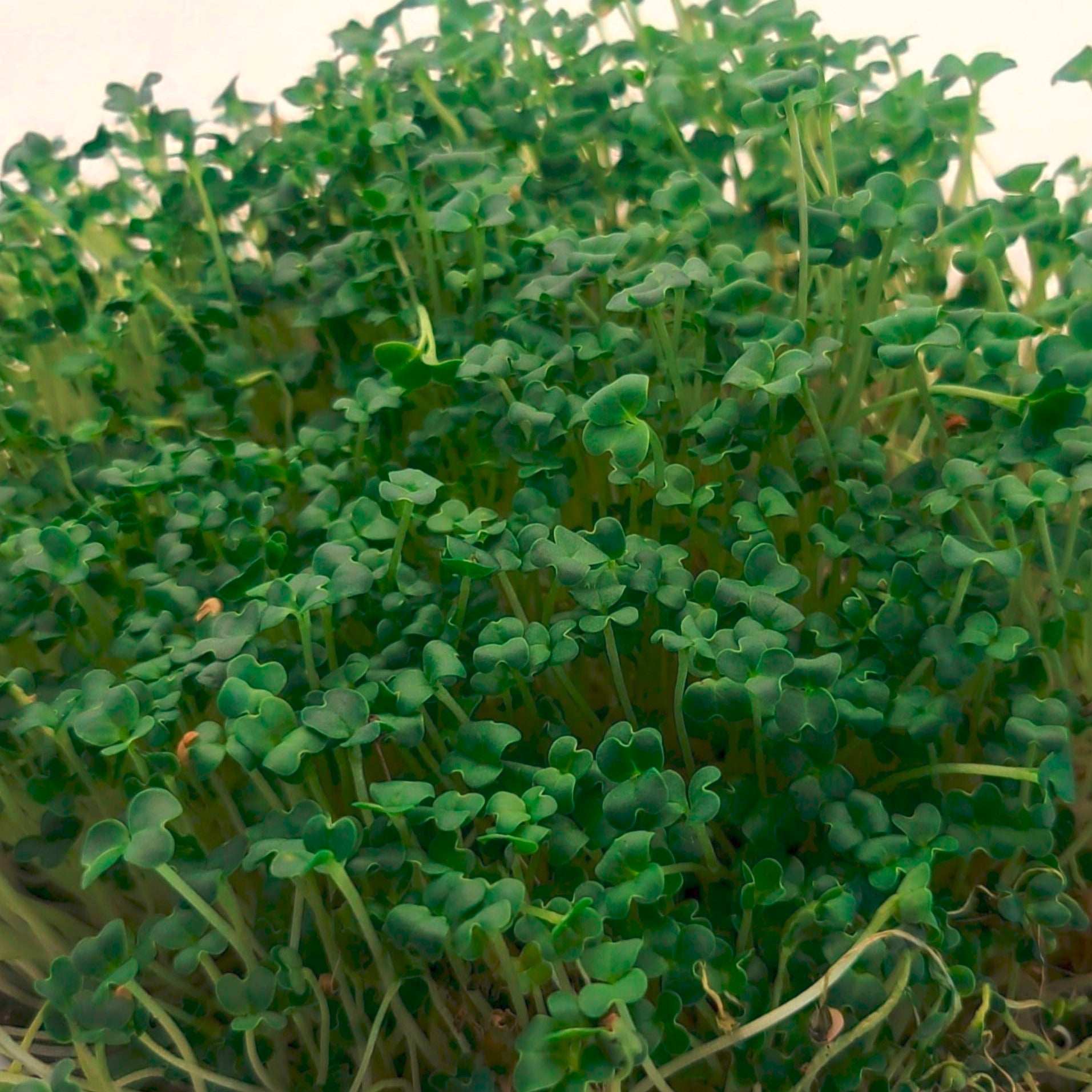 Wasabi mustard microgreens. 