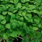 Basil microgreens in a tray.