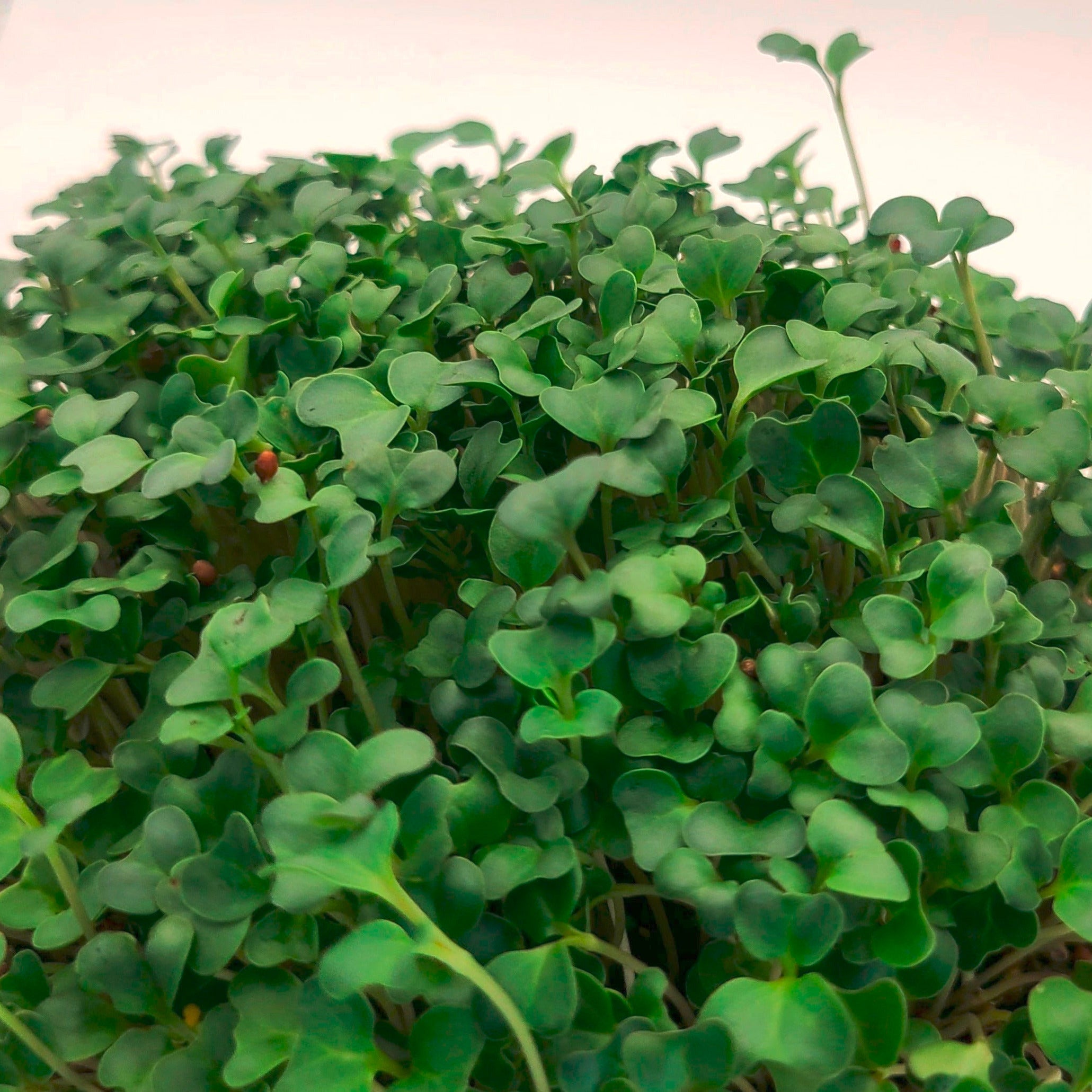Broccoli microgreens that are a light green color and a few inches tall. 