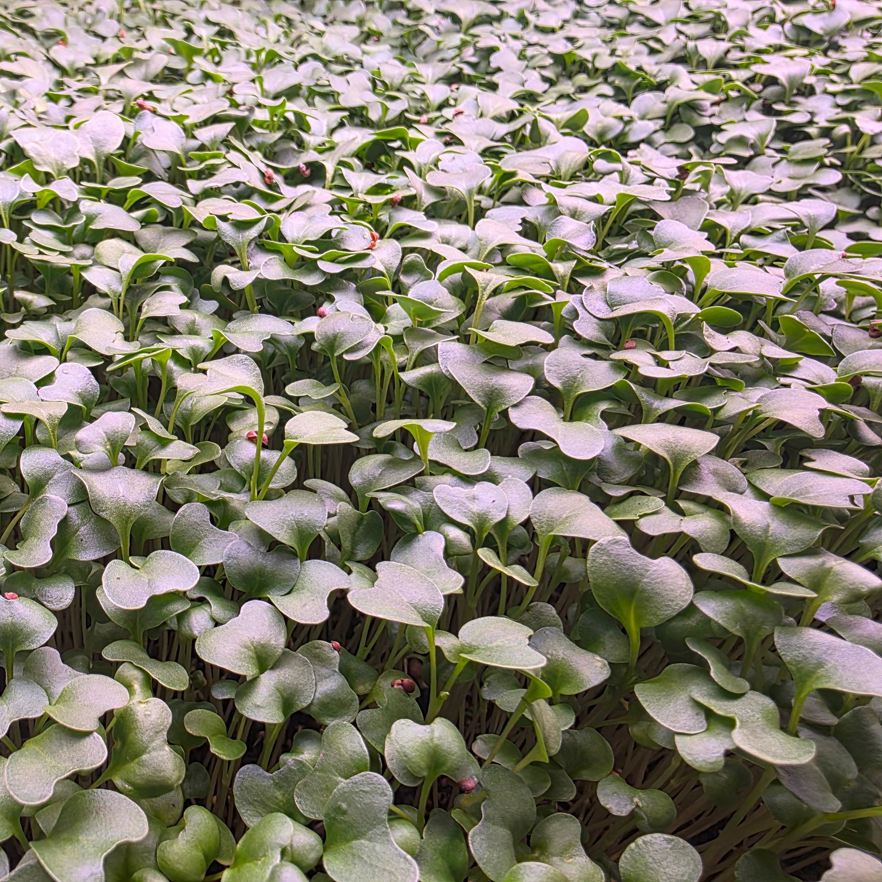 A tray of broccoli microgreens