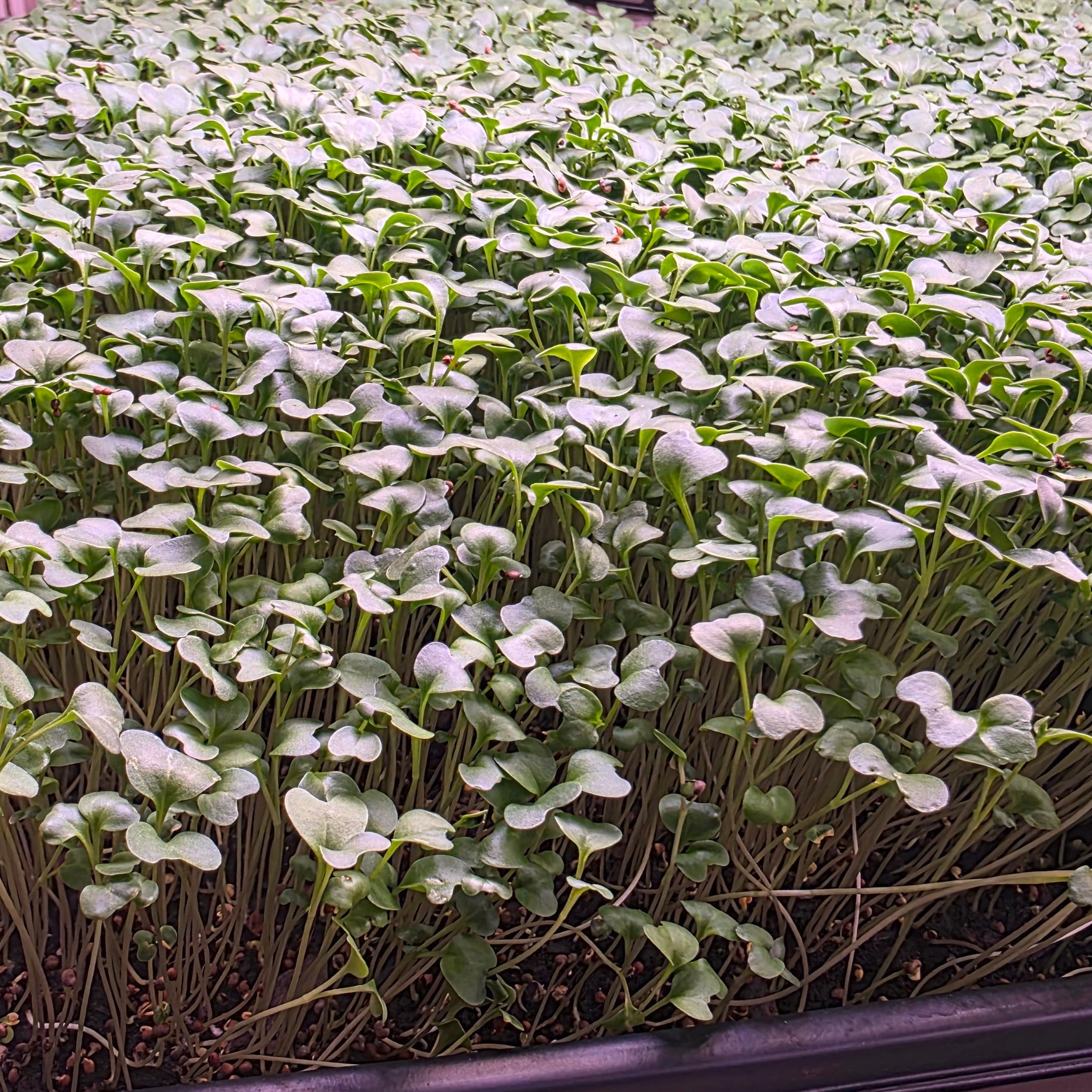 A tray of broccoli microgreens with long stems and green leaves