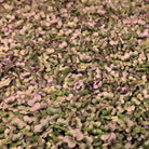 A close up cluster of cabbage microgreens, which are green and light purple