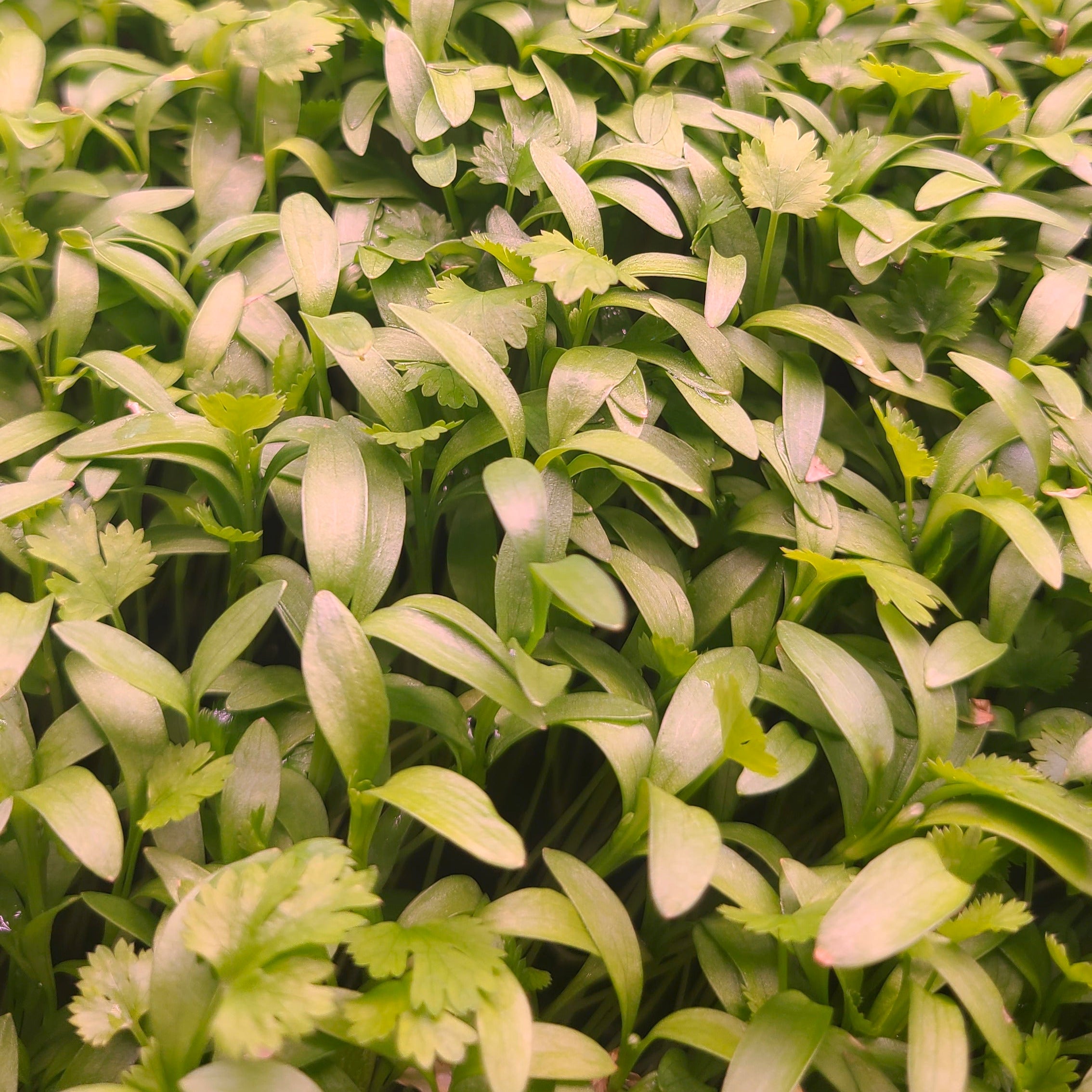 Cilantro microgreens growing close together