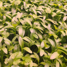 Cilantro microgreens growing close together