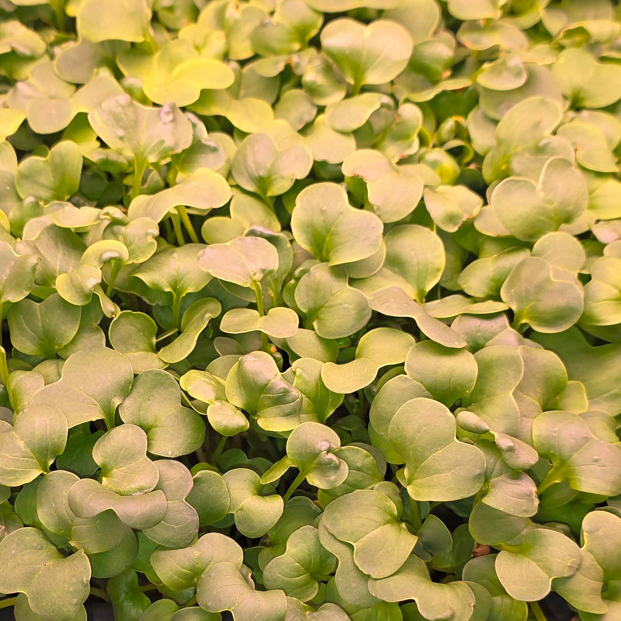 A close up of light green Daikon radish microgreens
