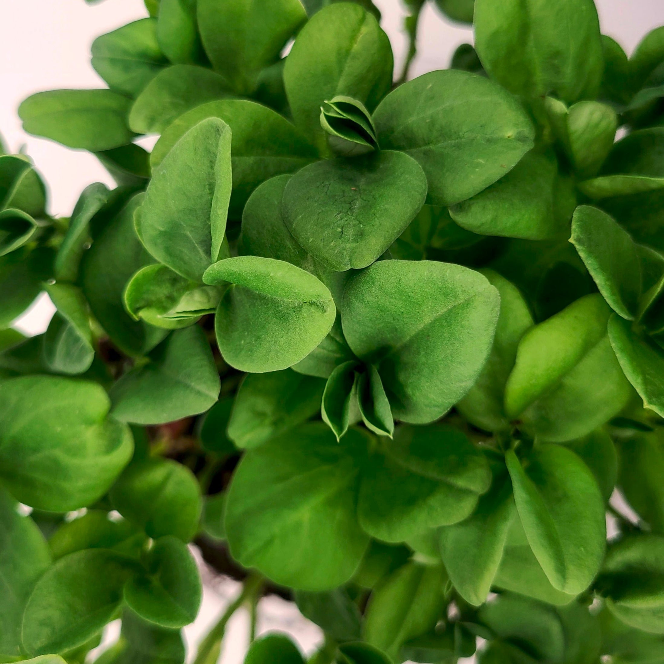 Fava bean microgreens with large, bright green leaves. 