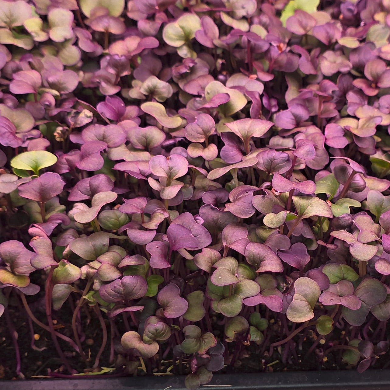 Purple Rambo radish microgreens in a tray