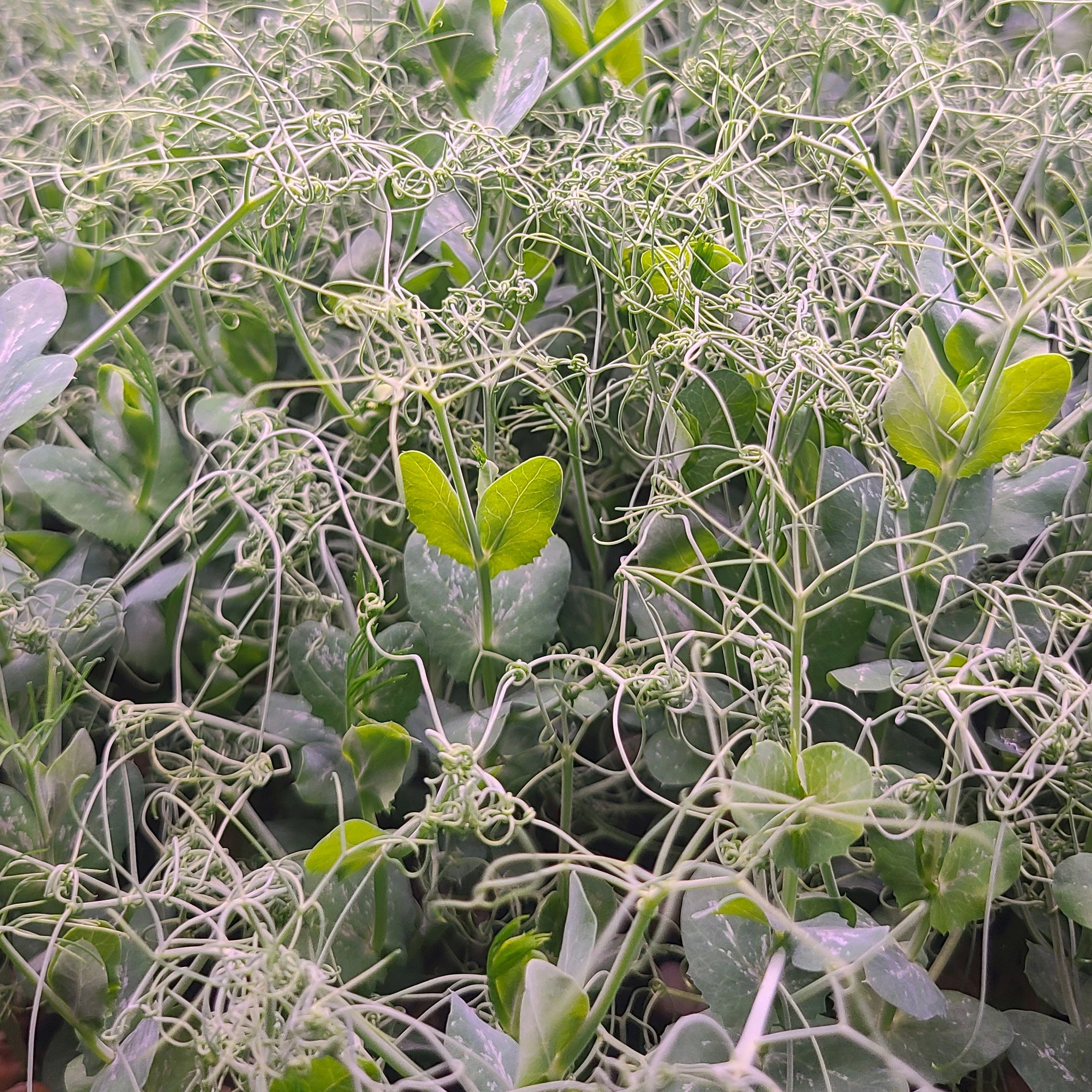 Pea microgreens growing in a tray with light green tendrils