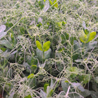 Pea microgreens growing in a tray with light green tendrils